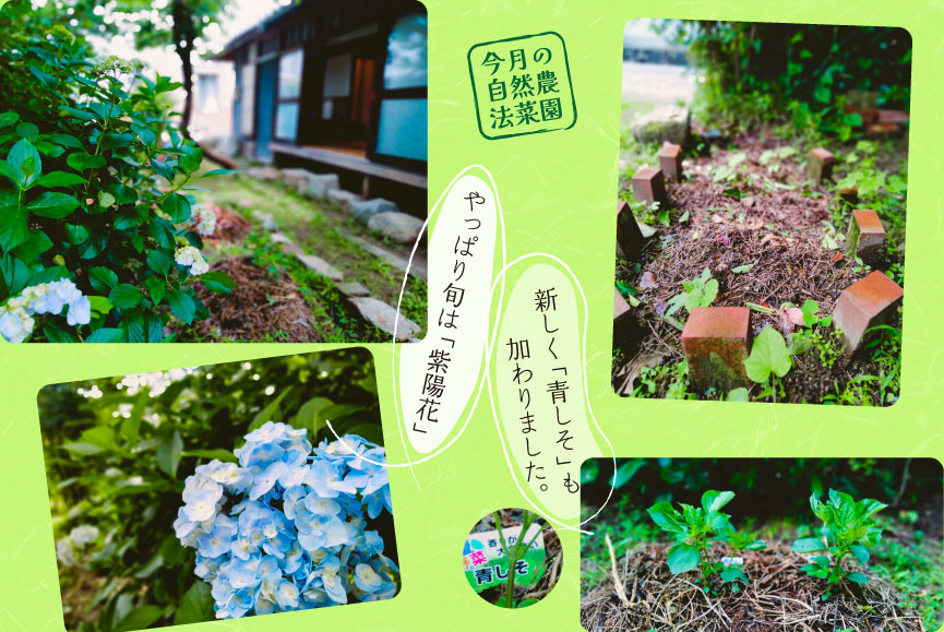 今月の自然農法菜園 新しく「青しそ」も加わりました。 やっぱり旬は「紫陽花」