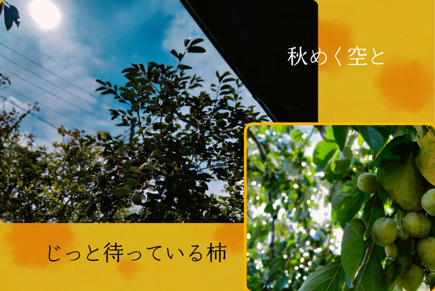 秋めく空とじっと待っている柿