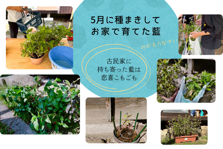 5月に種まきしてお家で育てた藍