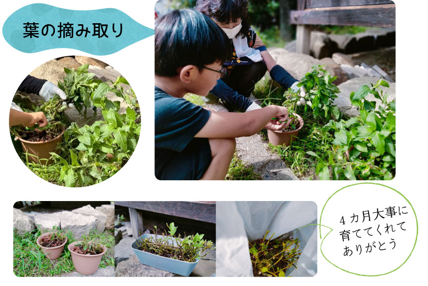 葉の摘み取り