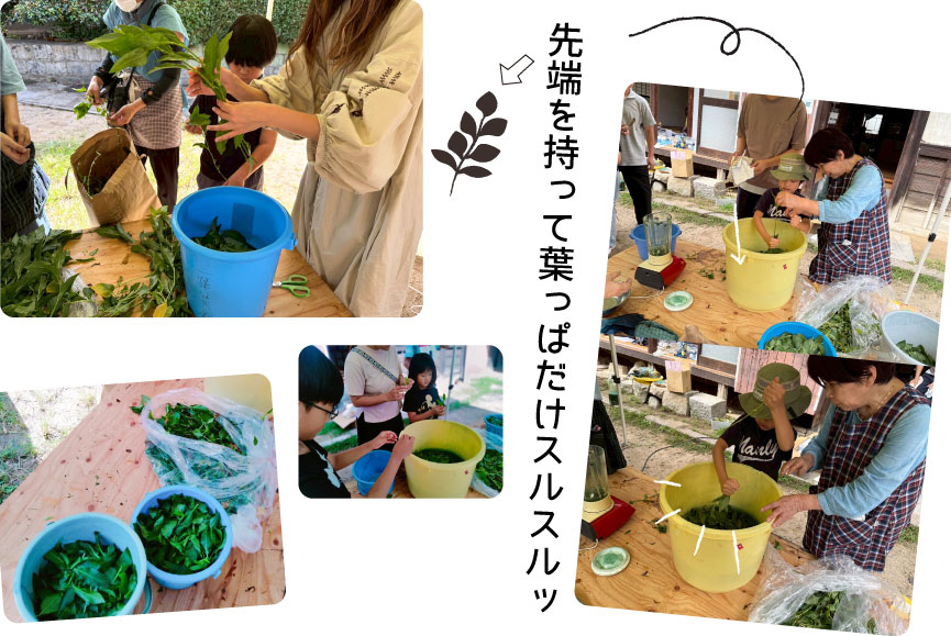 先端を持って葉っぱだけスルスルッ