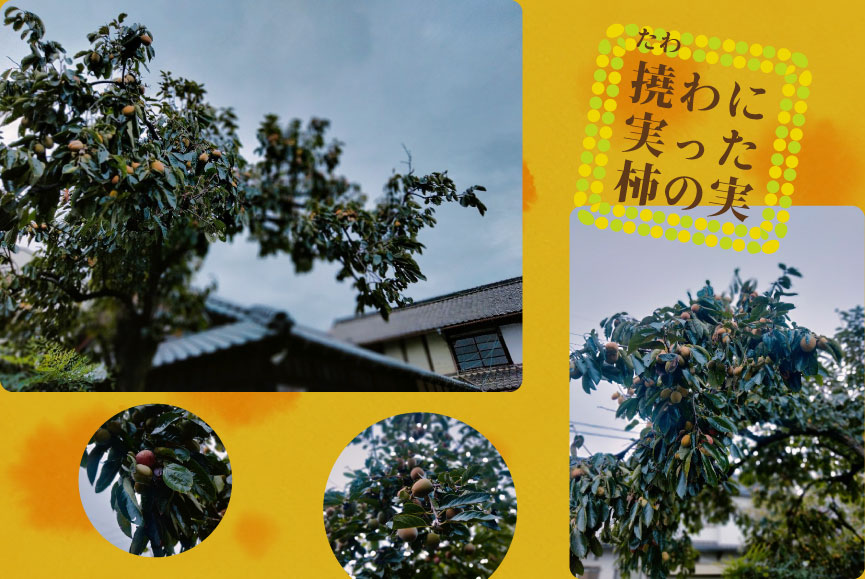 たわわに実った柿の実