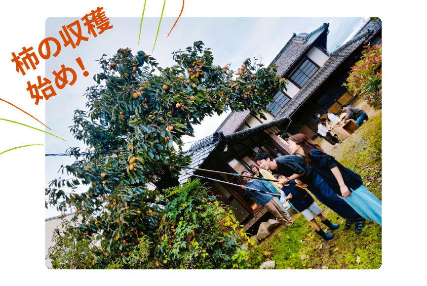 柿の収穫始め！