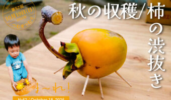 秋の収穫／柿の渋抜き