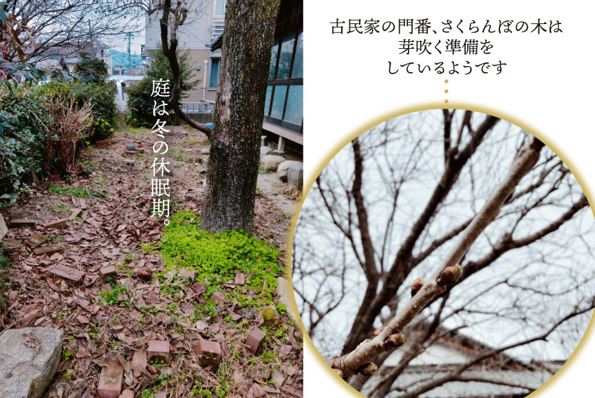 庭は冬の冬眠期。古民家の門番、さくらんぼの木は芽吹く準備をしているようです